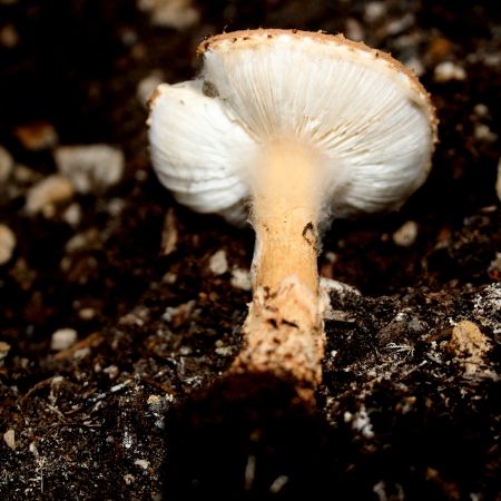 Lepiota acutesquamosa